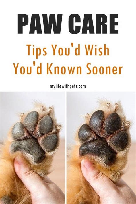 Paws to help - Many unwanted behaviors can be successfully eliminated, but you must be committed to a six-to-eight-week training period to get the desired results. PAWS can aid your efforts. Please fill out this form if you have behavior questions or you would like our assistance. …